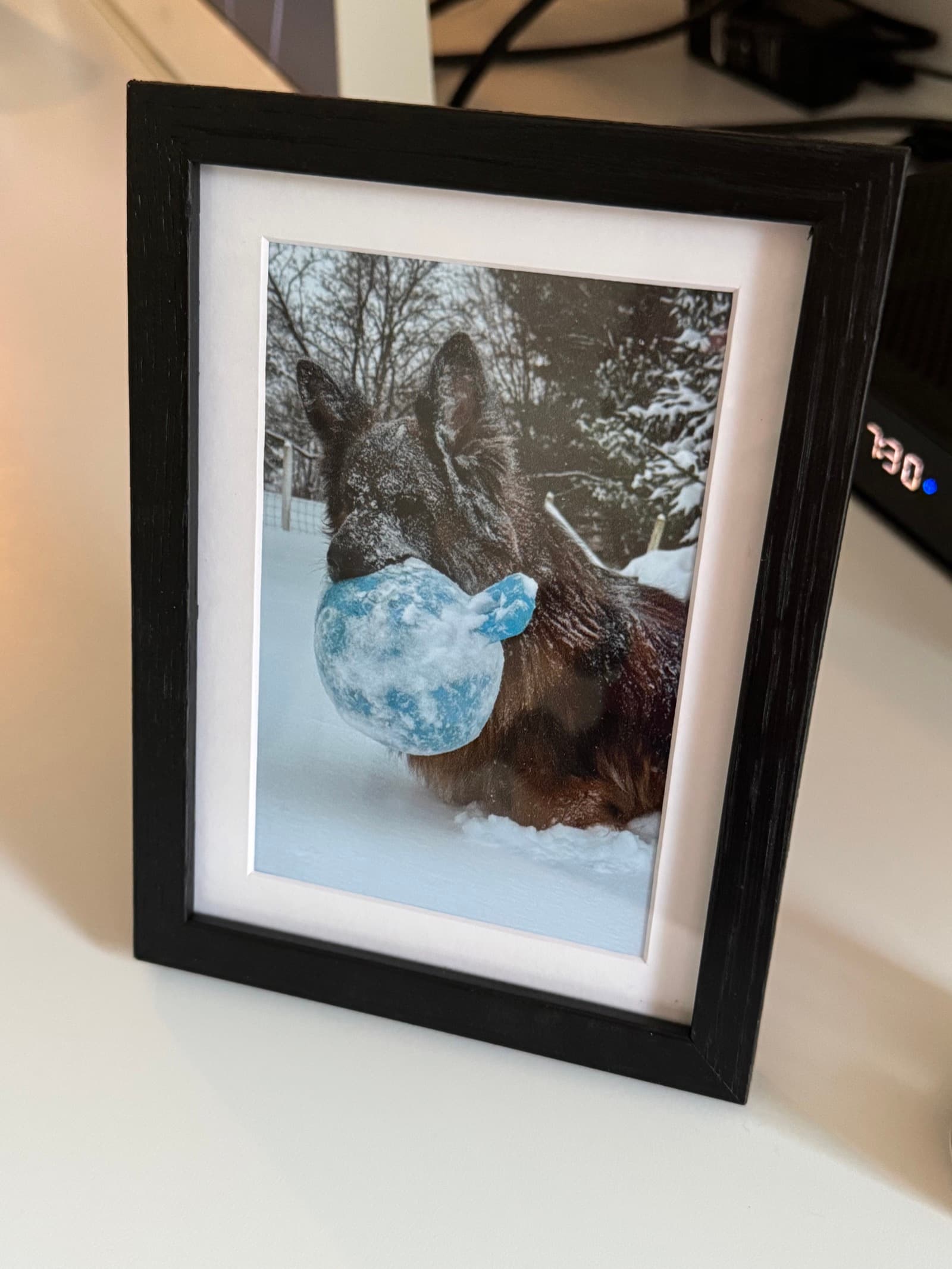 A framed photo of a dog sitting on a desk, a real framelovely order
